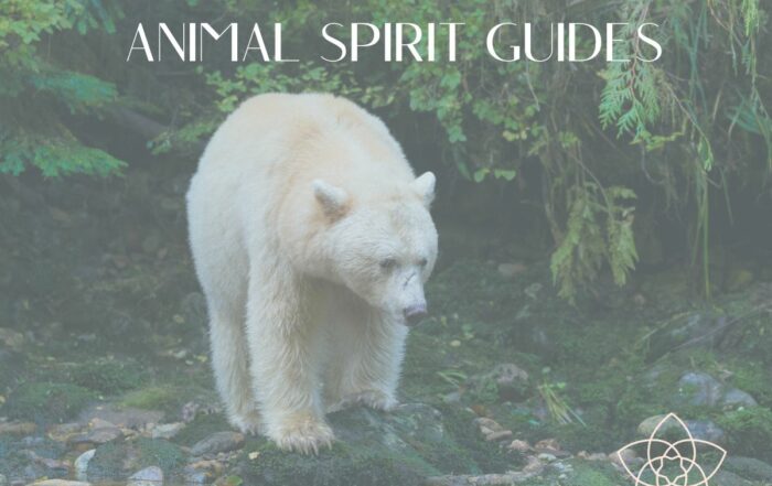 animal_spirit_guides